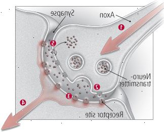 ¿Cómo se comunican las neuronas