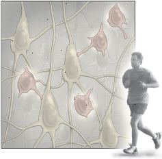 El ejercicio y la neurogénesis El ejercicio y la neurogénesis