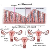 Dibujo que demuestra el ciclo menstrual