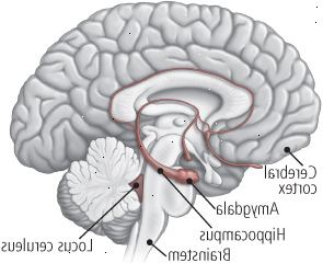 El cerebro y la ansiedad El cerebro y la ansiedad