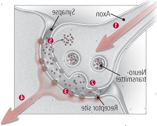 ¿Cómo se comunican las neuronas ¿Cómo se comunican las neuronas