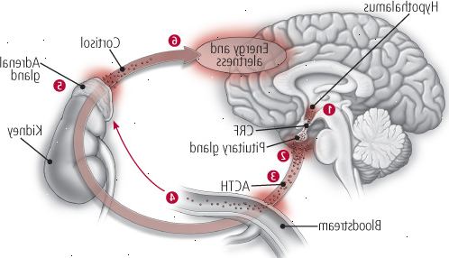 Entender el eje HPA Entender el eje HPA