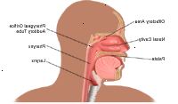 Anatomía de la nariz y la garganta Anatomía de la nariz y la garganta