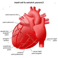 Ilustración de las arterias coronarias del corazón Ilustración de las arterias coronarias del corazón
