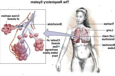 Sistema respiratorio Sistema respiratorio