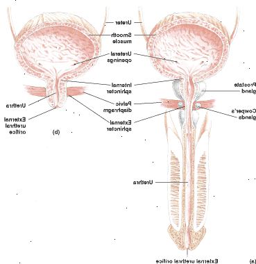 La vejiga y la uretra de un hombre (a) y una hembra (b) La vejiga y la uretra de un hombre (a) y una hembra (b)