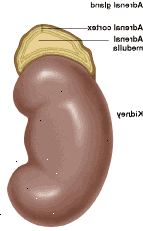 Glándula suprarrenal