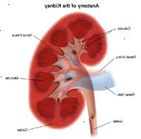 Ilustración de la anatomía del riñón Ilustración de la anatomía del riñón