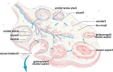 Estructura del ovario Estructura del ovario