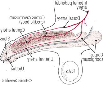 Anatomía del pene Anatomía del pene