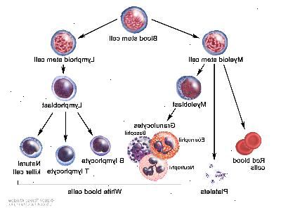 Desarrollo de las células de la sangre; dibujo muestra los pasos que una célula madre sanguínea pasa por convertirse en un glóbulo rojo, una plaqueta o glóbulos blancos. Una célula madre mieloide se convierte en un glóbulo rojo, una plaqueta o un mieloblasto, que luego se convierte en un granulocito (los tipos de granulocitos son eosinófilos, basófilos y neutrófilos). Una célula madre linfoide se convierte en un linfoblasto y luego en un linfocito B, linfocitos T o células asesinas naturales. Desarrollo de las células de la sangre; dibujo muestra los pasos que una célula madre sanguínea pasa por convertirse en un glóbulo rojo, una plaqueta o glóbulos blancos. Una célula madre mieloide se convierte en un glóbulo rojo, una plaqueta o un mieloblasto, que luego se convierte en un granulocito (los tipos de granulocitos son eosinófilos, basófilos y neutrófilos). Una célula madre linfoide se convierte en un linfoblasto y luego en un linfocito B, linfocitos T o células asesinas naturales.