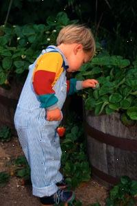 Fotografía de un niño recogiendo fresas Fotografía de un niño recogiendo fresas