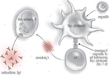 Alergia: un proceso de dos etapas (primero de la exposición) Alergia: un proceso de dos etapas (primero de la exposición)