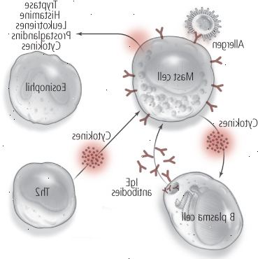 Alergia: un proceso de dos pasos (al lado de la exposición) Alergia: un proceso de dos pasos (al lado de la exposición)