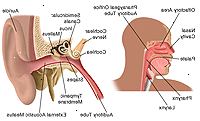 La anatomía del oído, nariz y garganta La anatomía del oído, nariz y garganta