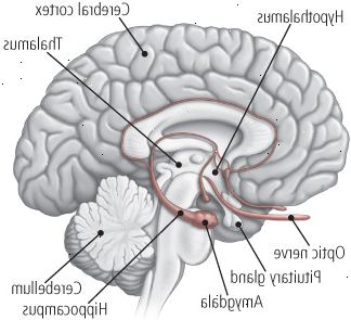 Dentro del cerebro
