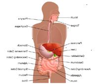 Ilustración de la anatomía del sistema digestivo de un adulto Ilustración de la anatomía del sistema digestivo de un adulto