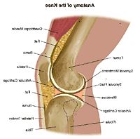 Anatomía de la articulación de la rodilla Anatomía de la articulación de la rodilla