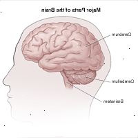 Ilustración de la vista lateral del cerebro y las divisiones en cerebro, cerebelo y tronco cerebral Ilustración de la vista lateral del cerebro y las divisiones en cerebro, cerebelo y tronco cerebral