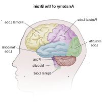 Anatomía del cerebro en un adulto Anatomía del cerebro en un adulto