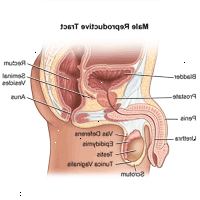 Ilustración de la anatomía del aparato reproductor masculino Ilustración de la anatomía del aparato reproductor masculino