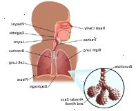 Anatomía del sistema respiratorio de un niño Anatomía del sistema respiratorio de un niño