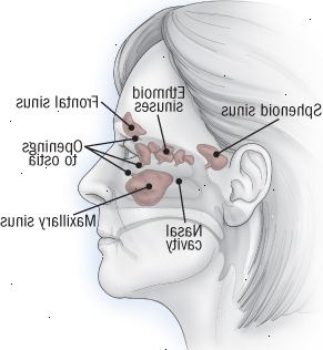 Anatomía de los senos paranasales