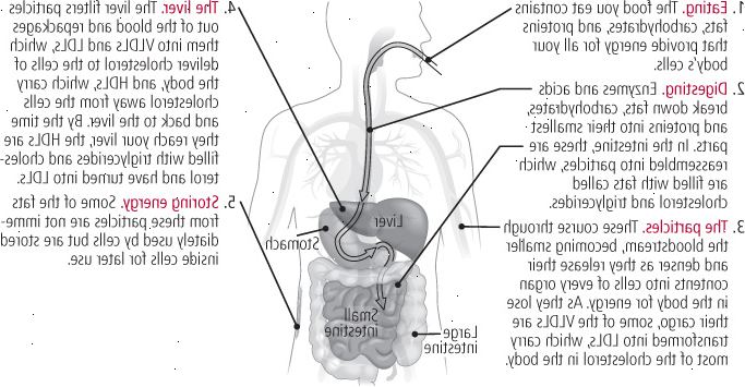 ¿Cómo la comida se convierte en colesterol