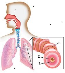 Contorno de una cabeza y pecho humanos con la cabeza girada hacia un lado que muestra el interior de la nariz, la garganta y la tráquea que lleva a los pulmones en el pecho. Primer plano de la proyección de las vías respiratorias se tensó los músculos, forro hinchada, y aumento de la mucosidad. Contorno de una cabeza y pecho humanos con la cabeza girada hacia un lado que muestra el interior de la nariz, la garganta y la tráquea que lleva a los pulmones en el pecho. Primer plano de la proyección de las vías respiratorias se tensó los músculos, forro hinchada, y aumento de la mucosidad.